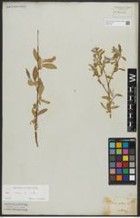 Foto von Salix alba L.